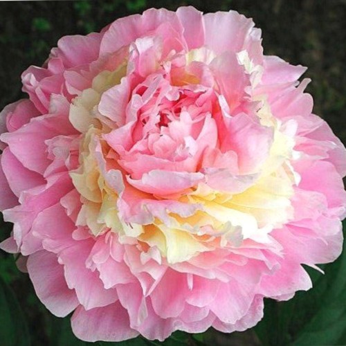 Paeonia lactiflora 'Whopper' - Valgeõieline pojeng 'Whopper' C7/7L
